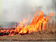 ���h�̖�Ă�