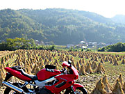 ����̐��c