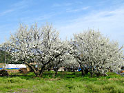 ���S�@�̍�