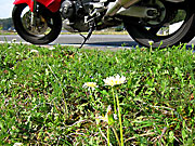 �����̃_���f�B���C�I��