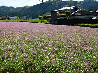  ��n��̂�񂰔�