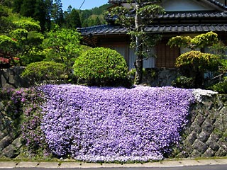 �Ί_�𕢂����̉�