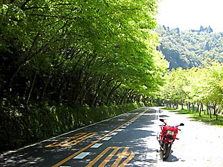 �e�r�̐V��