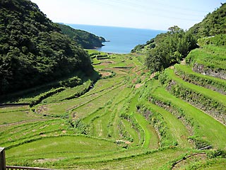 �l��Y�̒I�c