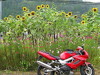 �Ђ܂��ƃR�X���X�̃R���{