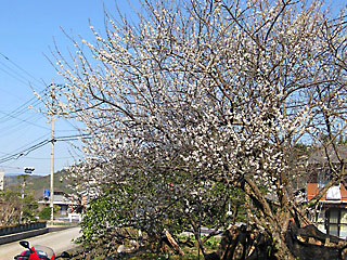 ���S�@�̔~ 2011���t