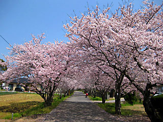 2011 �� ���̂P