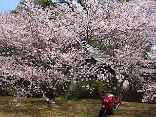 2011 �� ���̂Q