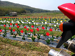 �L��_���̃`���[���b�v��