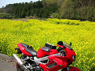 �L��_���̍؂̉�