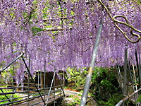 ����442�������̓��I�Q