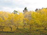 �F�� 2013 ��� 2