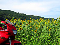 ���������̌����� 1