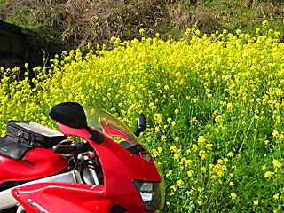 ���������̍؂̉�