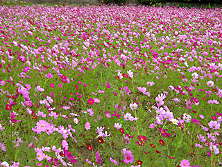 �F���̏H��