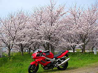 �R���쉈���̍�