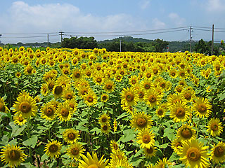 ���������̂Ђ܂�蔨