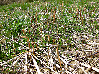 �c�N�V�̌�