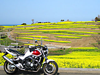 �؂̉ԃt�F�X�^2018_1