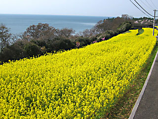 �؂̉ԃt�F�X�^2018_2