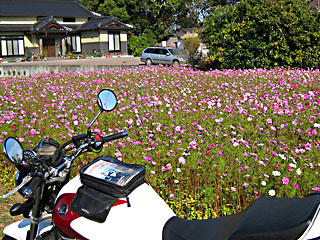 �F���̃R�X���X