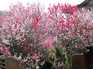 ���S�@�̍�1