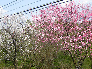 ���S�@�̍�2