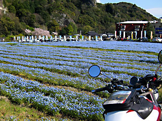 ��n��̃l���t�B��