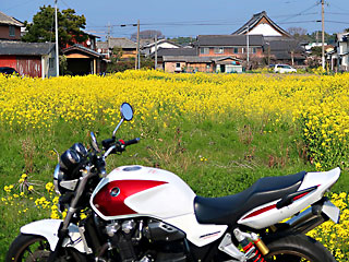 �؂̉Ԃ̕��i 2