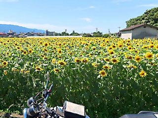 �f�ؑ�Ђ܂�艀