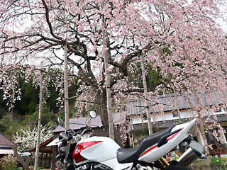 院内のしだれ桜