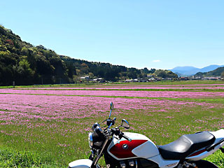宇佐のレンゲ畑