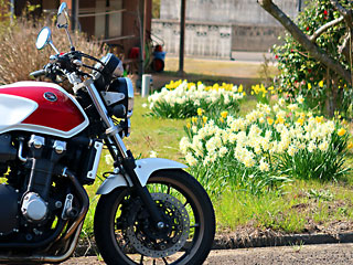 国東のスイセン