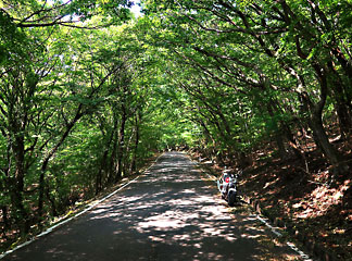 木洩れ日 2024夏