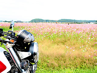 三光コスモス園