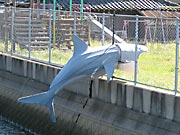 �T���̂͂�ڂ�