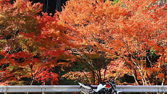 �g�t2025�H�Q